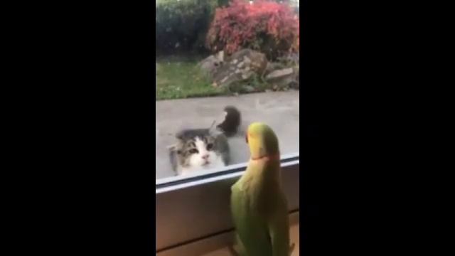 САМЫЕ СМЕШНЫЕ ВИДЕО С ЖИВОТНЫМИ! Я РЖАЛ ПОЛЧАСА (РЖАКИ СМЕЯКИ ТВ) смотреть онлайн