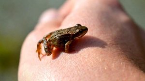 ? Какое животное самое маленькое в мире? - тип 10 самых маленьких в своем роде