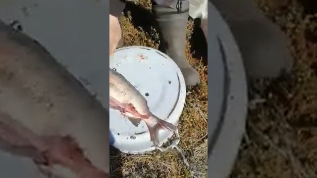 #мастер разделки (Чир/Щёкур)за 2,5 минуты. смотреть онлайн