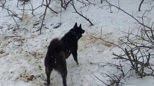 Русско Европейская лайка Панда. Показали кабанчиков.