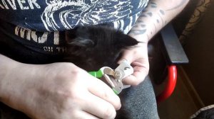 Как подстричь когти котёнку мейн куну без посторонней помощи и не покалечиться ?