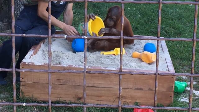 С Катей кормим ЖИРАФОВ, в СУПЕР Зоопарке, как в мультике Мадагаскар смотреть онлайн