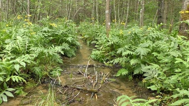 Гатчинские гейзеры - Пень и Малыш