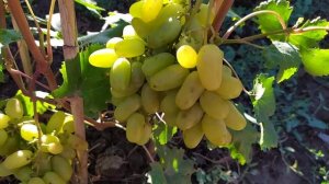 Приморский бульвар ,пальчиковая ,очень вкусная форма винограда Калугина В.М.