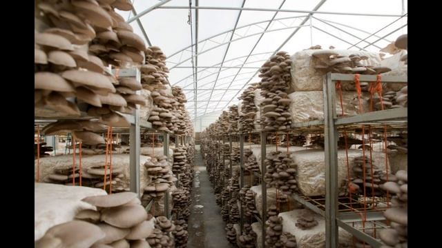 Как выращивают белый гриб, шампиньоны и вешенки в теплицах
