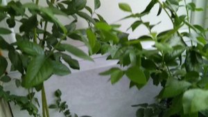 Голубика.Подготовка к зиме.Выращивание голубики на балконе.