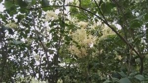 Трескун амурский - дальневосточная медоносная сирень