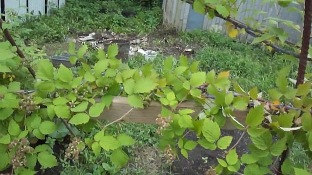 Малина сорт Кумберленд смотреть онлайн