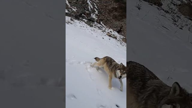Волк провожает смотреть онлайн
