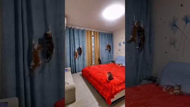 котодром