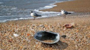 Анапа. Море в Джемете штормит