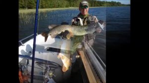 Джеркбейты Baltic Wings Baits и их трофеи