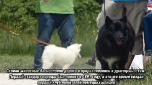 Маленькие наполеончики.