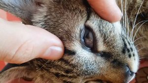 Внутренние веки у кошки