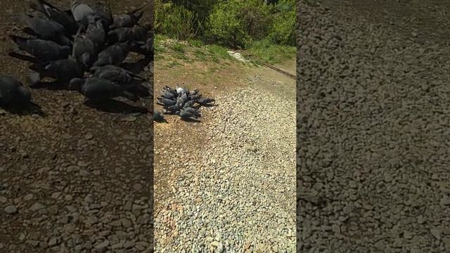 Любимое кормление голубей. смотреть онлайн