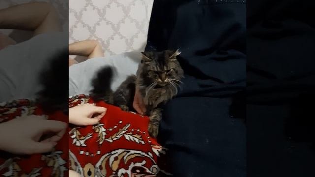 Издевательство над котом? Cruelty Brutality Mocks The Cat Избивает кота Слабонервным не смотреть