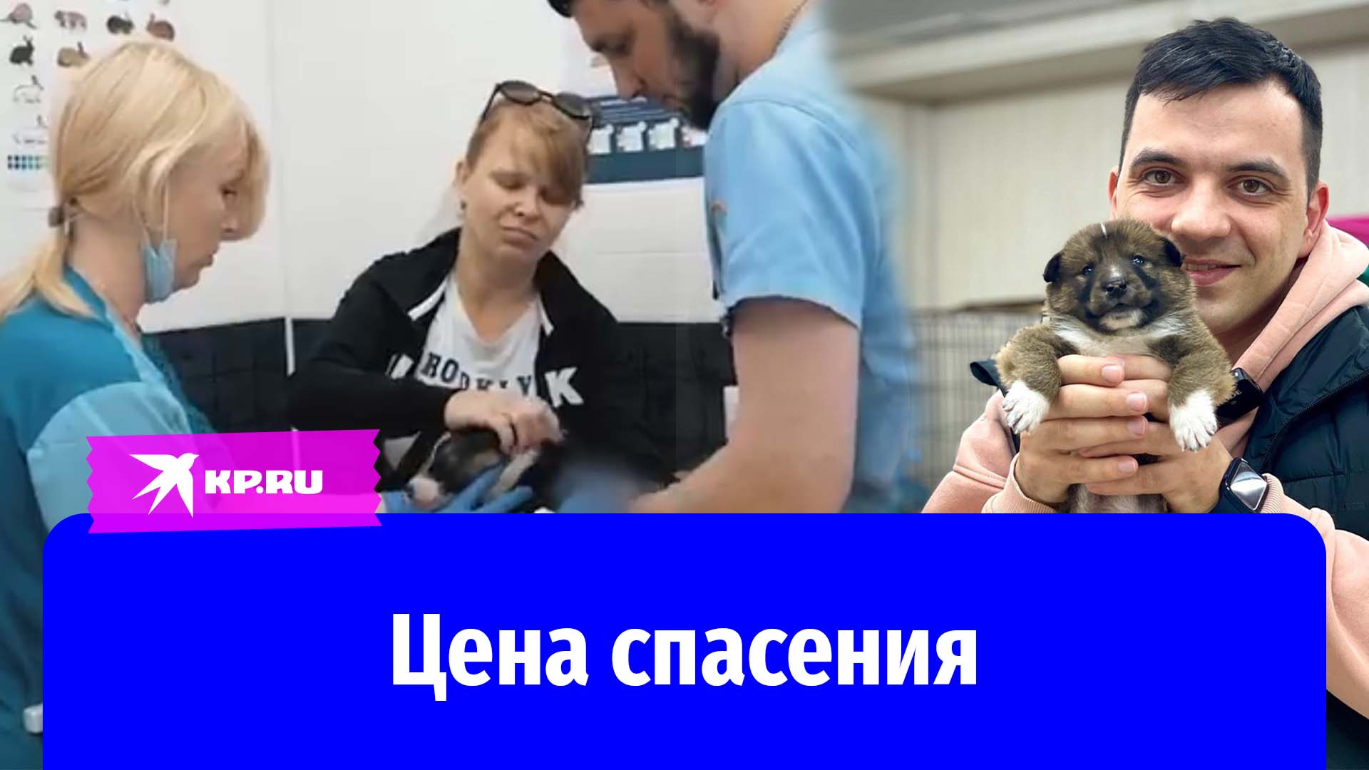 Собакафан саша