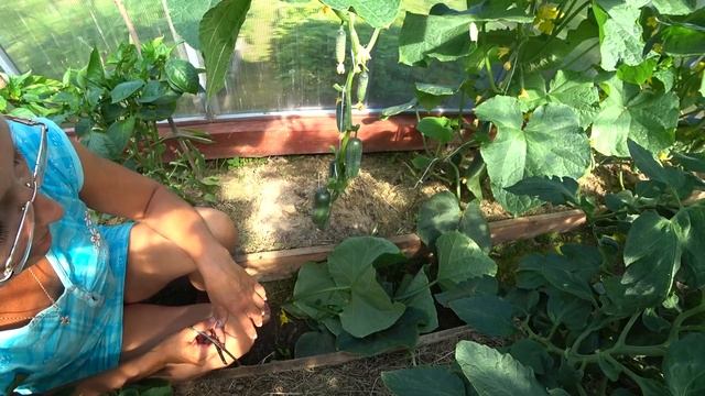 6 соток 23 июня 2021 Алиска, розы и первый сбор огурцов. Обрываю листья после первого сбора огурцов смотреть онлайн