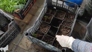 Пересадка елей Коника из череночника. Корневая на укорененных черенках. Грунт для елей.