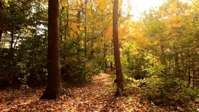 Осенний лес. Футаж для видеомонтажа #177. смотреть онлайн