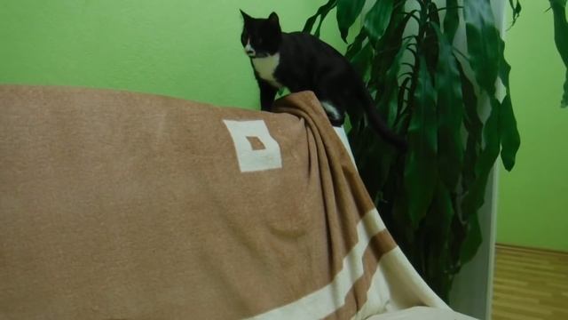 Влог. Выгуливаю туфли после ремонта. смотреть онлайн