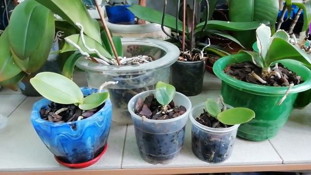 Как часто стоит поливать орхидею Фаленопсис? смотреть онлайн