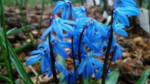 Весна на даче.