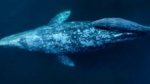 Cosmic whales sound | whales sound for relaxation | relaxing sound 2023 |