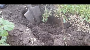?Как поймать крота/ пика, крючки / how to catch a mole / pike, hooks