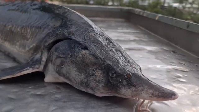 Белуга смотреть онлайн