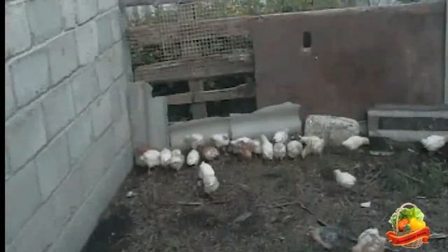 Содержание цыплят смотреть онлайн