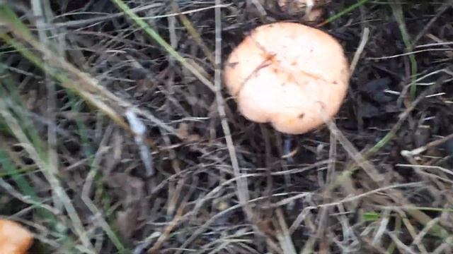 Снова в лес по грибы за рыжиками. смотреть онлайн