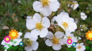 Лапчатка кустарниковая Сноуфлейк. Краткий обзор, описание potentilla fruticosa Snowflake