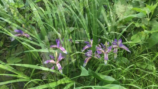 17 июня Митрофанов день. Приметы дня. Что нельзя делать. смотреть онлайн