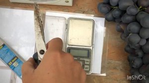 Виноград в Беларуси. Пружаны. Кишмиш Аттика или ХЗЧ?