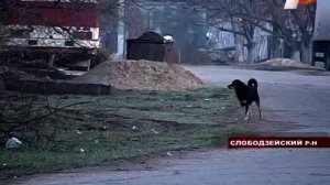 Отстрел бездомных собак в Приднестровье