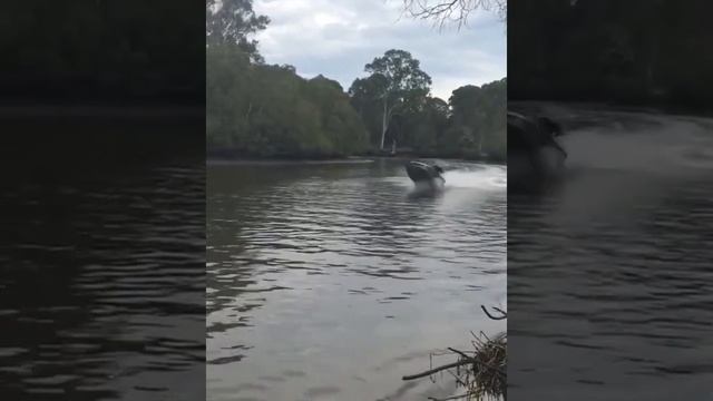 "Funny Cats And Dogs Videos Try To Not Laugh Challenge #cat #short Vol 7" смотреть онлайн