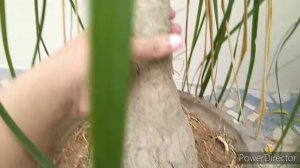 Ponytail palm plant care in tamil /palm plant care #palmplant #balconygarden #airpurifyingplants