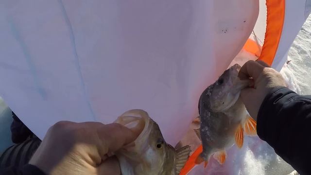 Горбачи под килограмм дали жару !!! смотреть онлайн