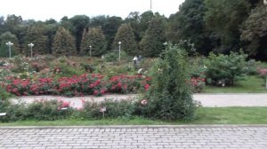 Москва. Розарий Главного ботанического сада РАН (13.09.2022)