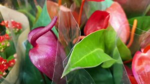 ??ЛЕРУА МЕРЛЕН??Новый Завоз Цветов?Классные Миксы??Новинки??