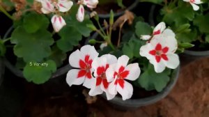 5 Variety Geranium Flowers Part 1 || Different Types of Geranium Plant