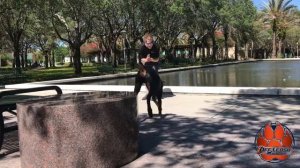 7 month Doberman, Zeus! Before and After Video. Off Leash K9 Training Tampa Bay