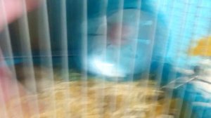 Нужды джунгарского хомяка.