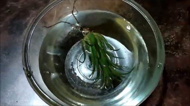 এয়ার প্লান্ট গাছ । এয়ার প্লান্টে জল কিভাবে দেবেন ? | Tillandsia Ionantha যত্ন | Whimsy Crafter বাংল смотреть онлайн