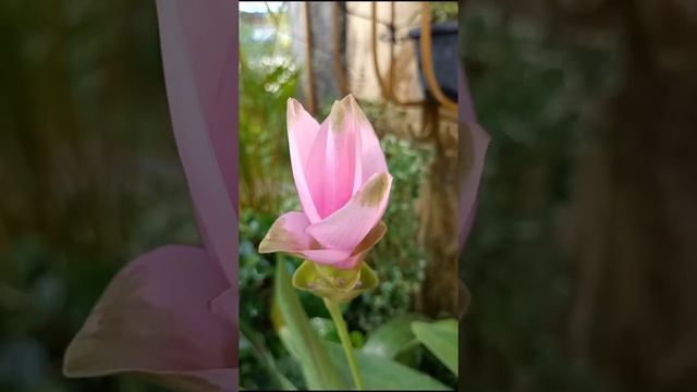 Beautiful Pink Siam Tulip Plant/Summer Tulip/Curcuma Alismatifolia #shorts