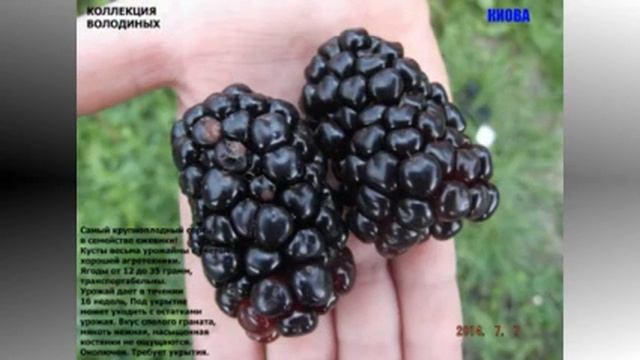 Ранние сорта ежевики в коллекции Володиных смотреть онлайн