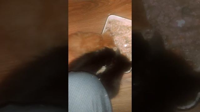 Эффектная безумно красивая кошечка Мейн-кун черного окраса