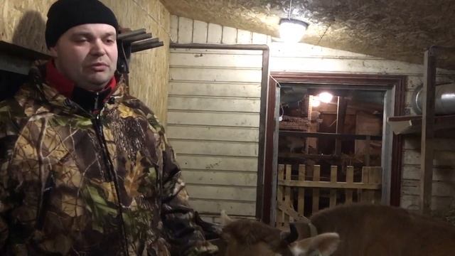 Коротко о ферме в Левашово семьи Медведевых и о Джерсейской породе коров