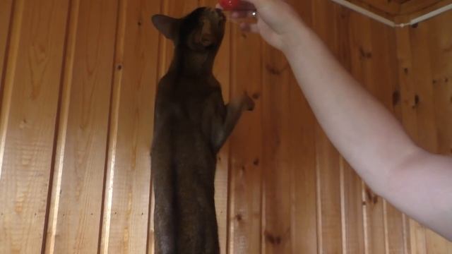 КОТЫ ГЛАЗАМИ ЩЕНКА-БЛОГЕРА ЦЕЛЫЙ ДЕНЬ | СЮРПРИЗ ОТ БИЛЛИ БОЯ смотреть онлайн